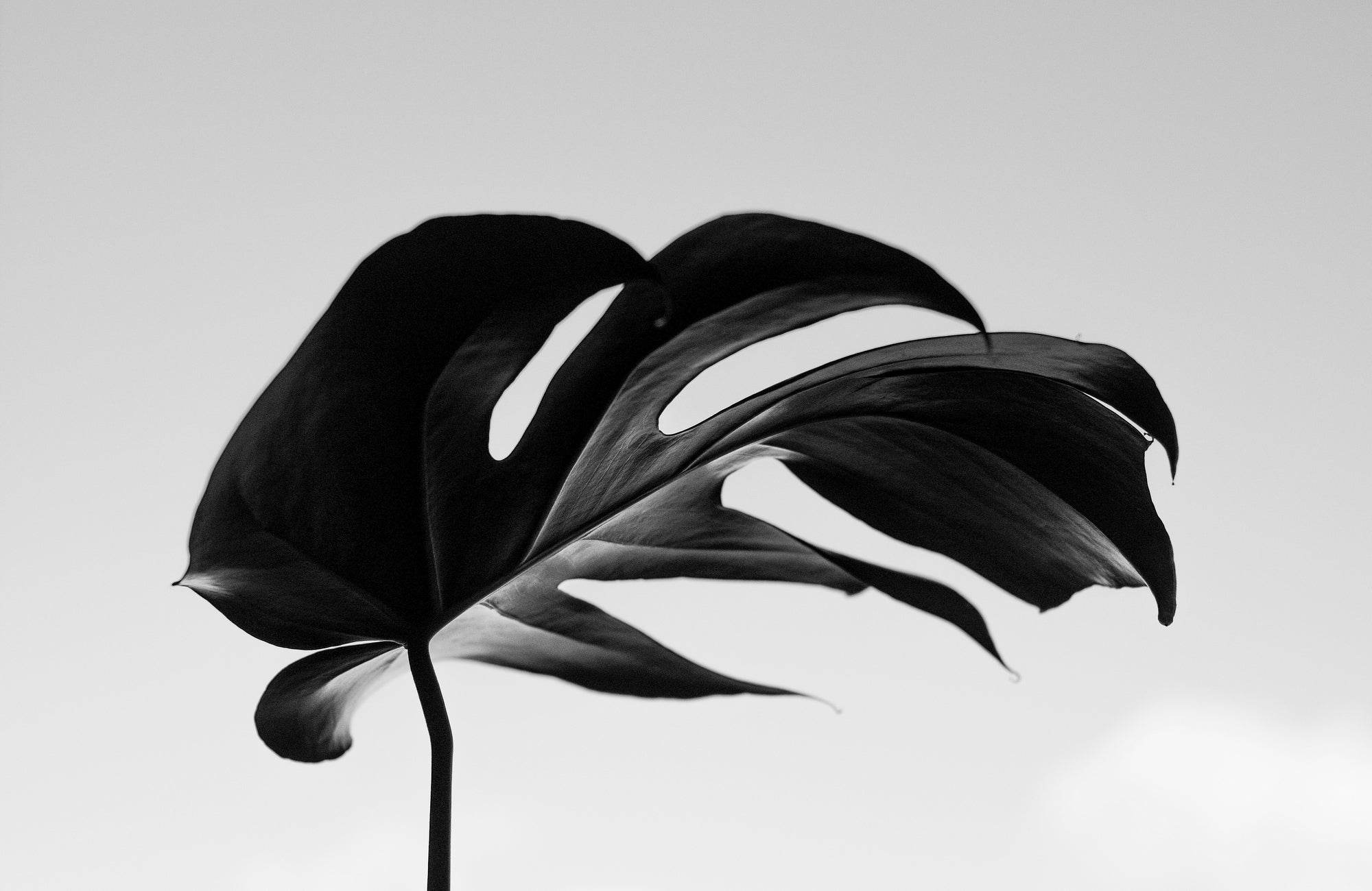 black and white monstera deliciosa Monstera Deliciosa Black & White Wall Art
