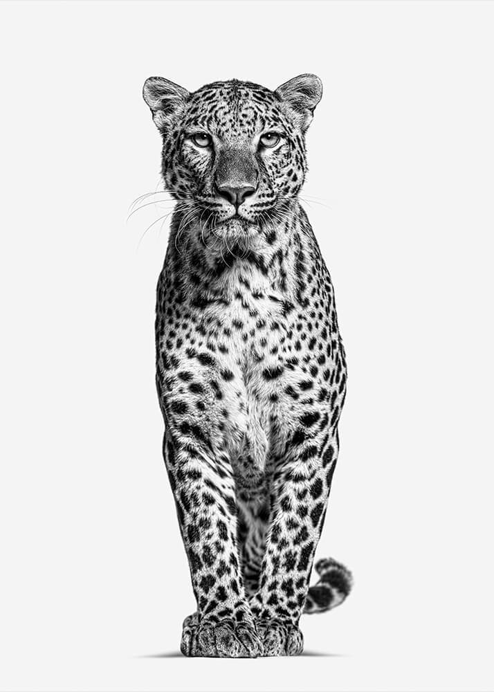 Black & White - beink online art store