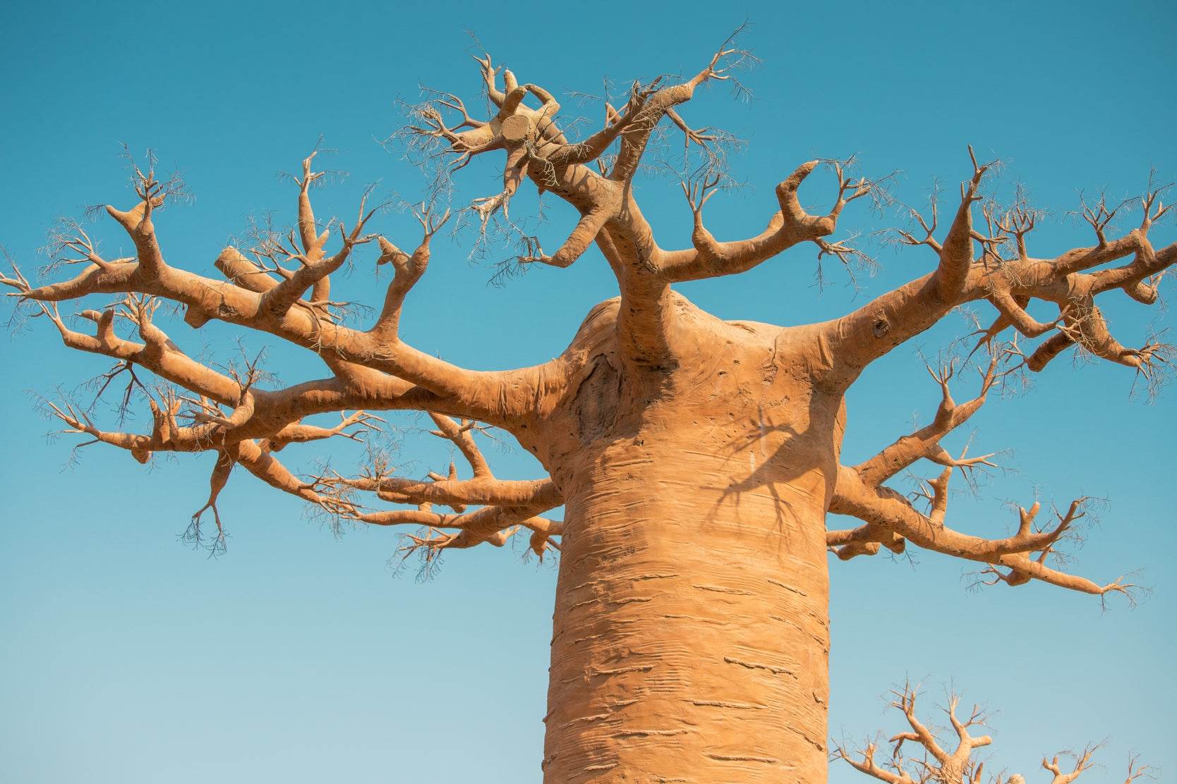 Guardians of the Desert Wall Art - beink online art store
