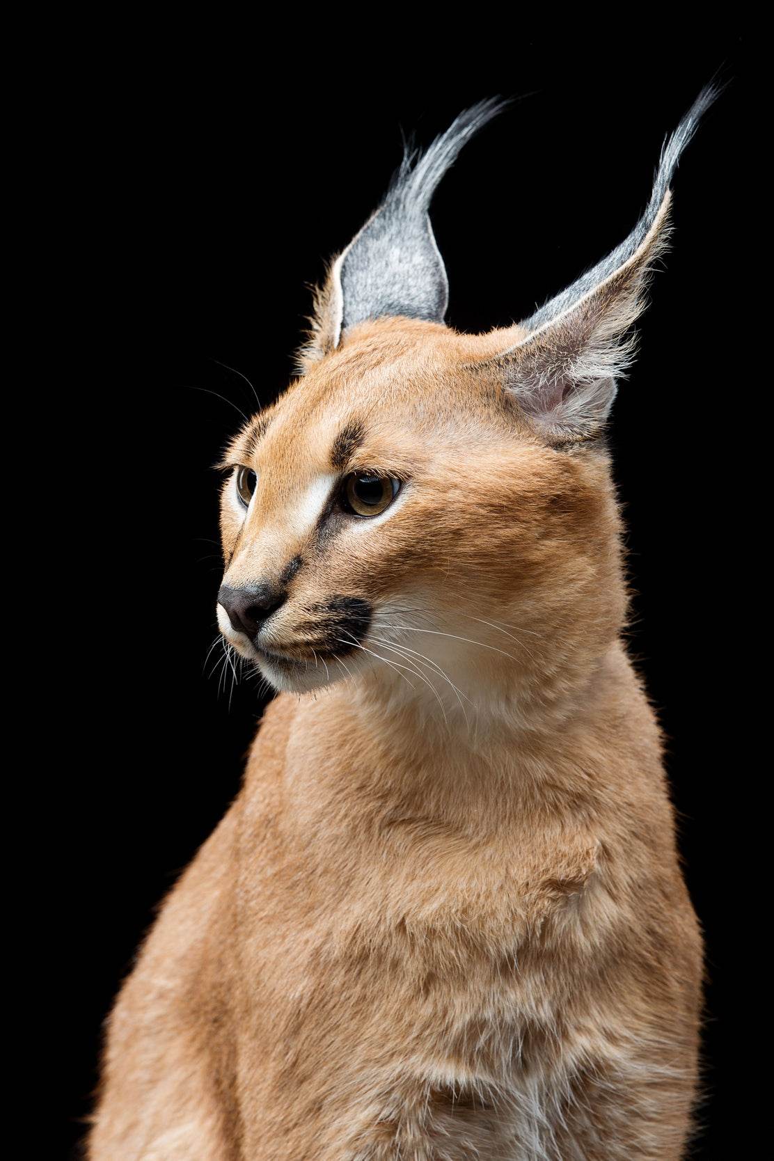 Wild Cart Caracal Face Wall Art - beink online art store