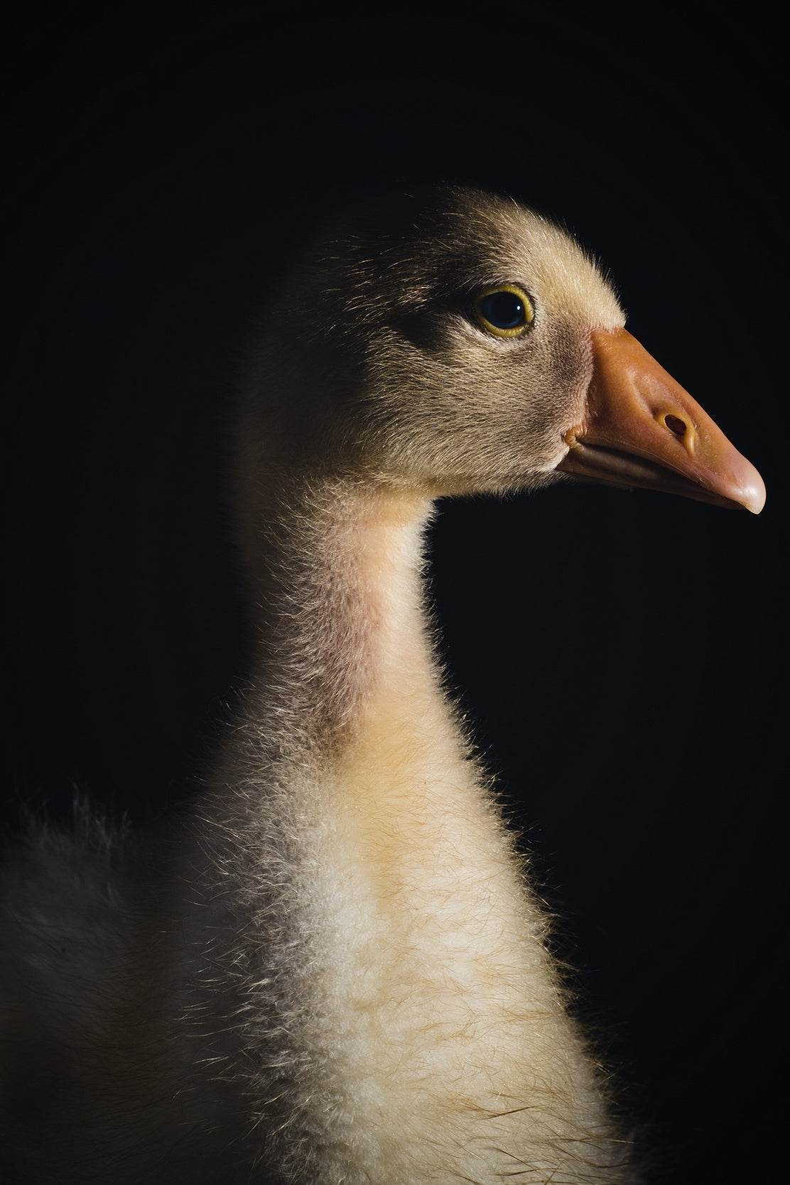 Domestic Goose Wall Art - beink online art store