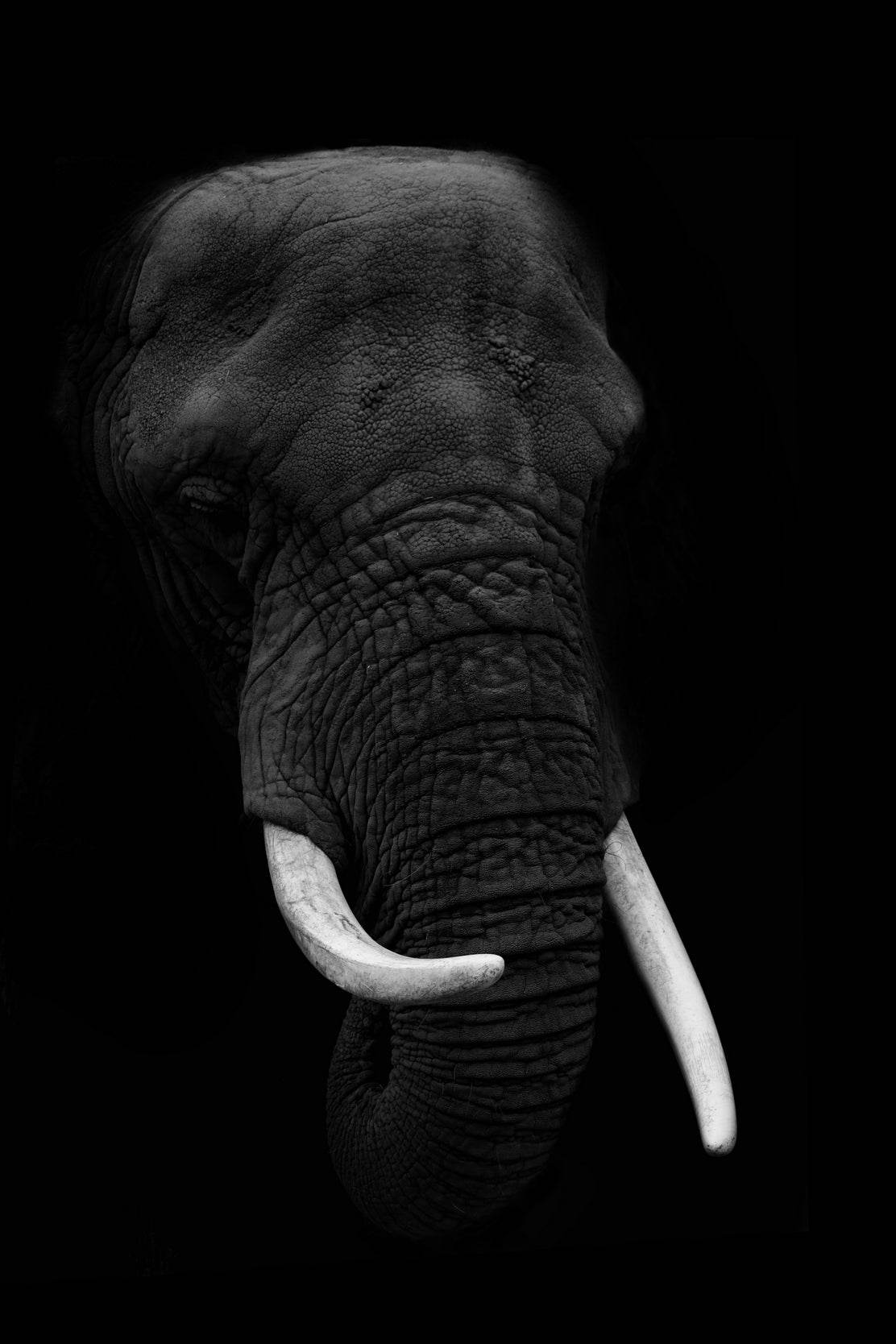 African Bush Elephant Black & White Wall Art - beink online art store