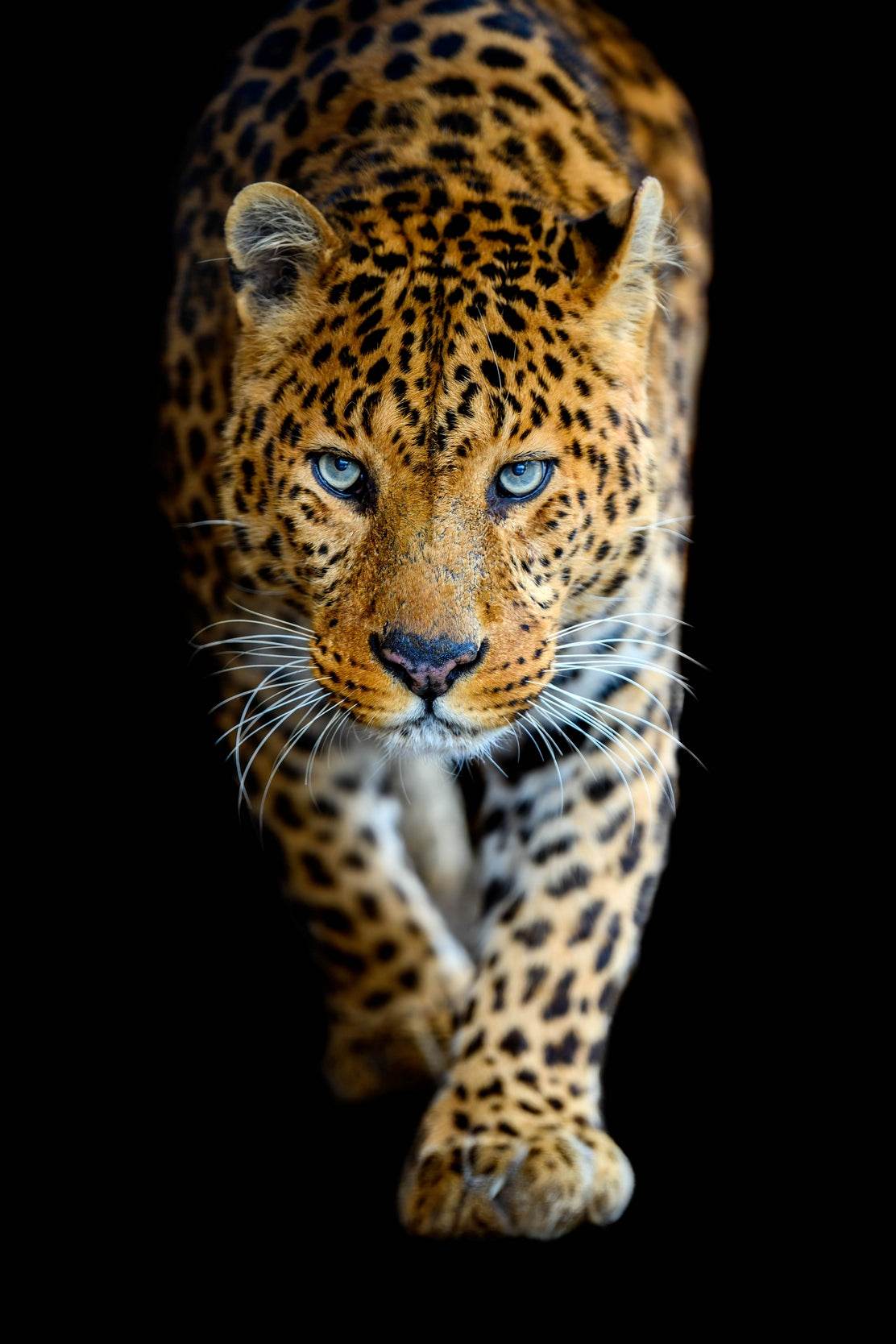 Walking Tiger Picture Wall Art - beink online art store