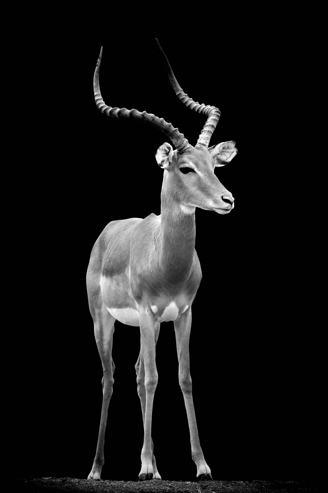 Impala Black & White Wall Art - beink online art store