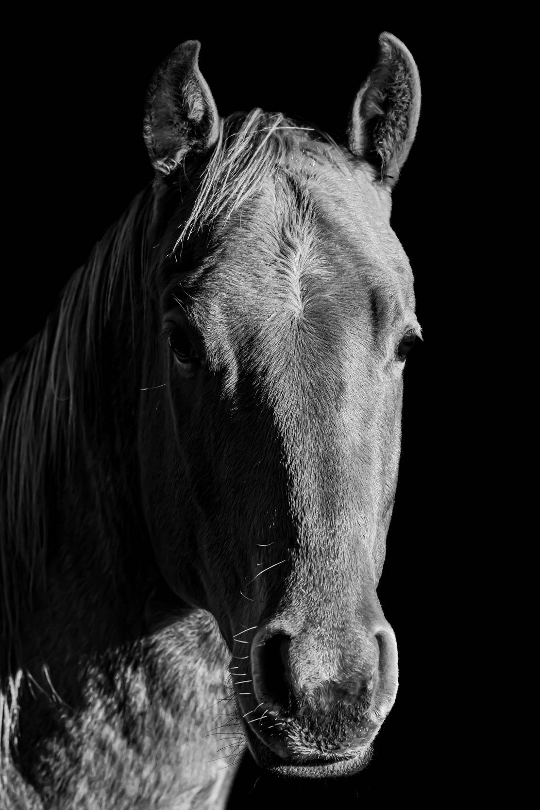 American Quarter Horse Black & White Wall Art - beink online art store