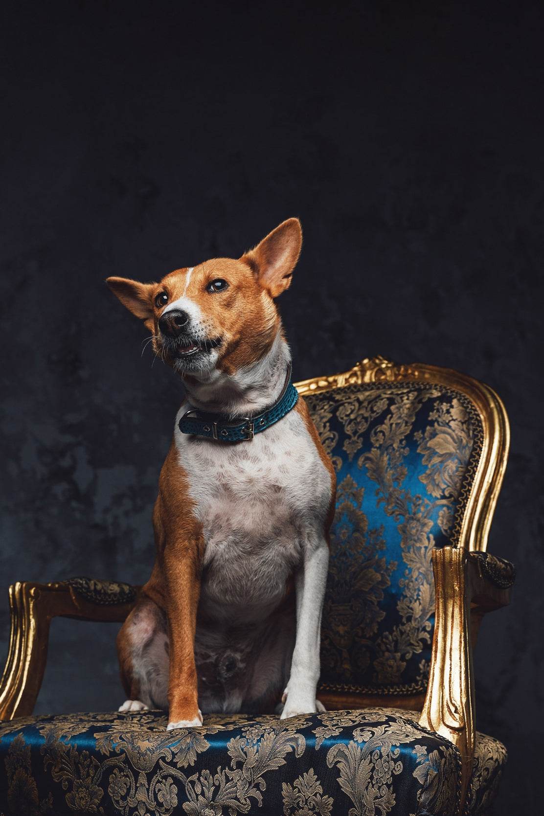 Basenji Dog Wall Art - beink online art store