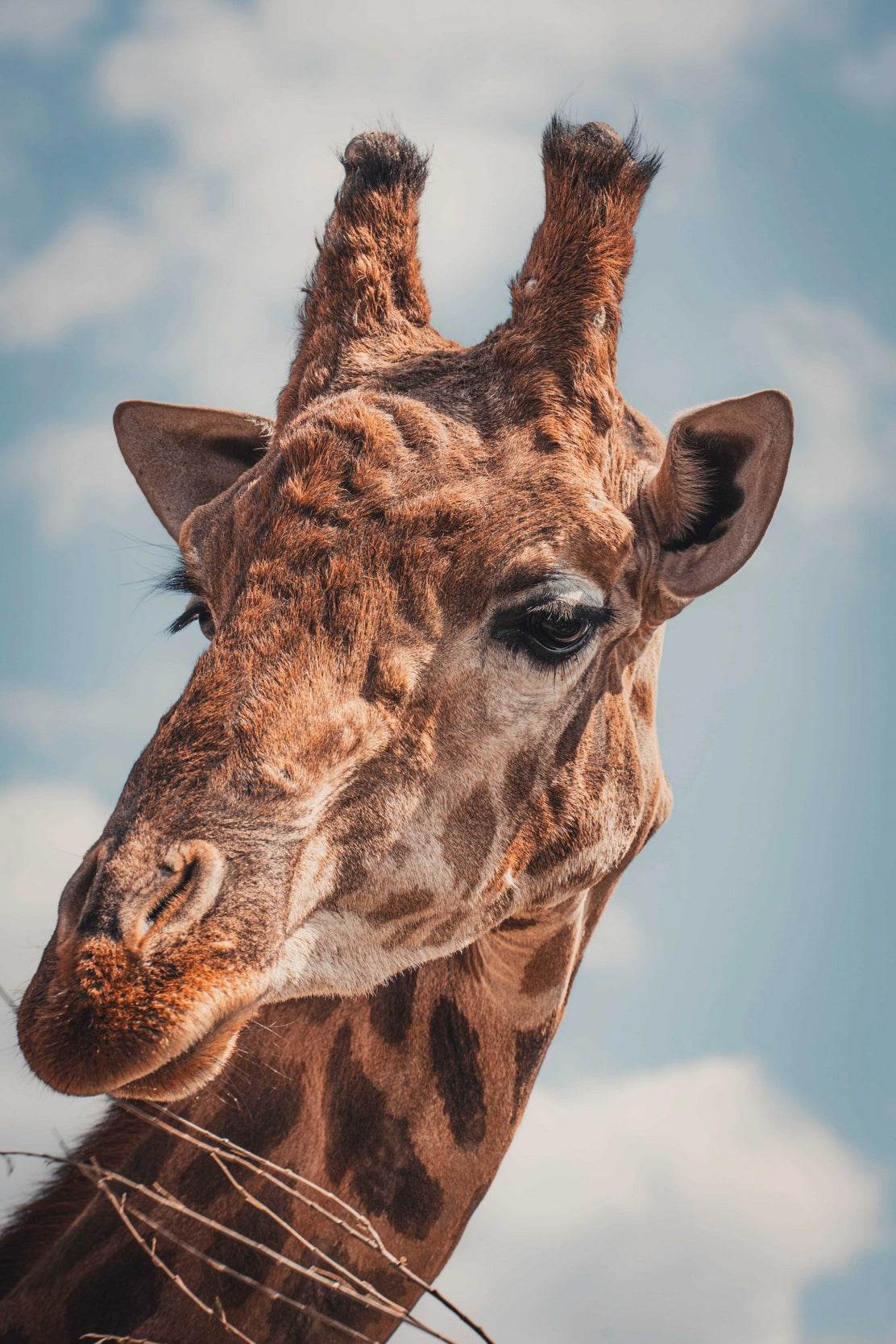 Face of Giraffe Animal Wall Art - beink online art store