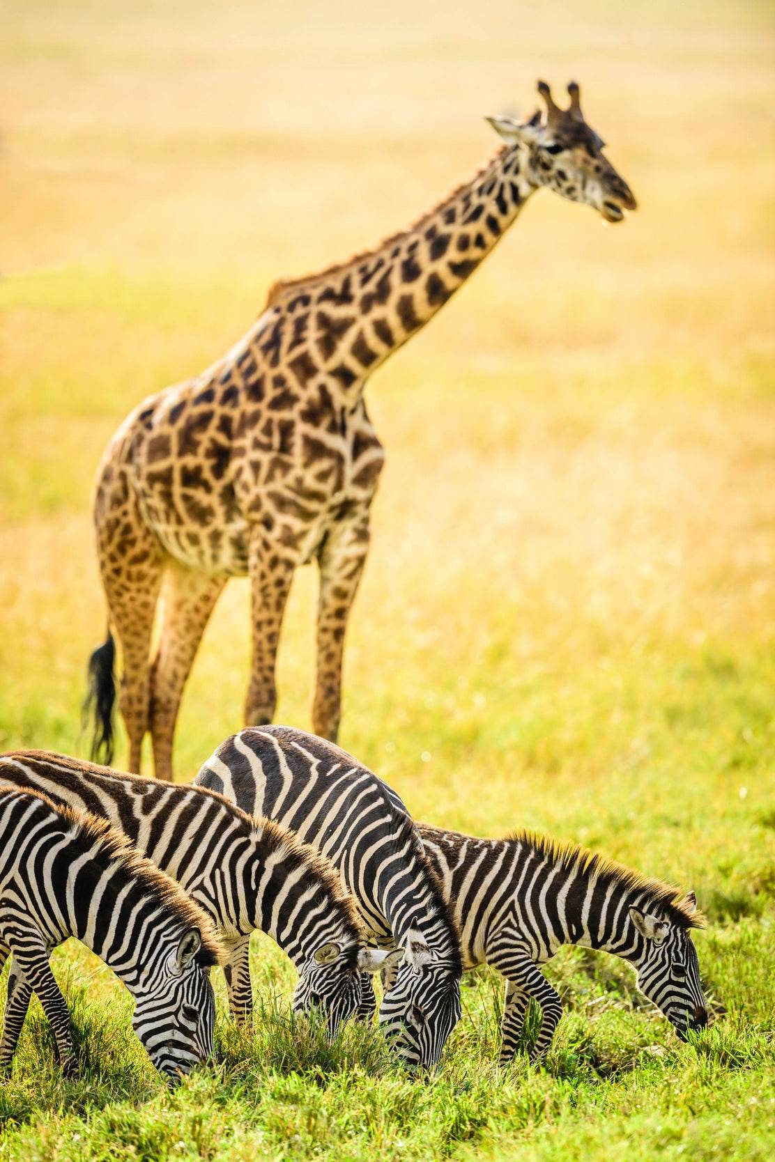 Northren Giraffe and Zebra Grazing in Savanna Wall Art - beink online art store