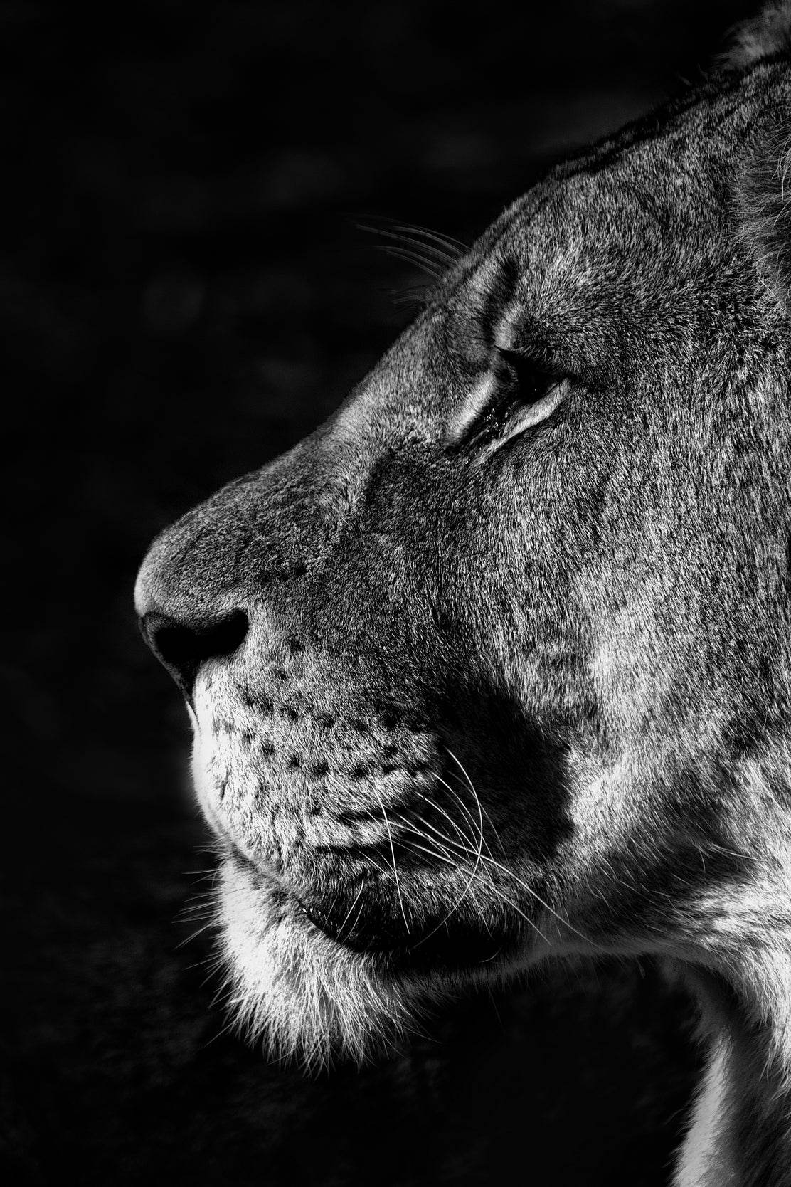 Barbary Lion Black & White Wall Art - beink online art store