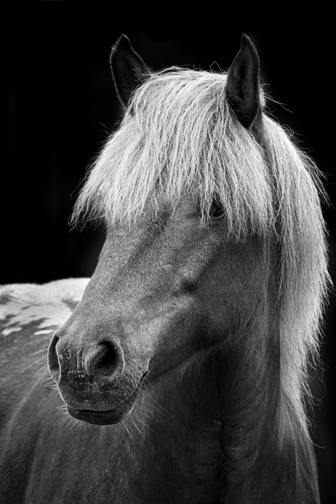Icelandic Horse Black & White Wall Art - beink online art store
