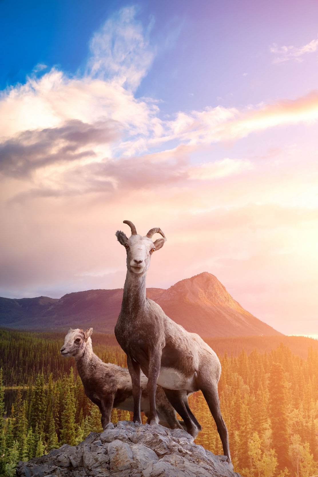 Desert Bighorn Sheep Wall Art - beink online art store