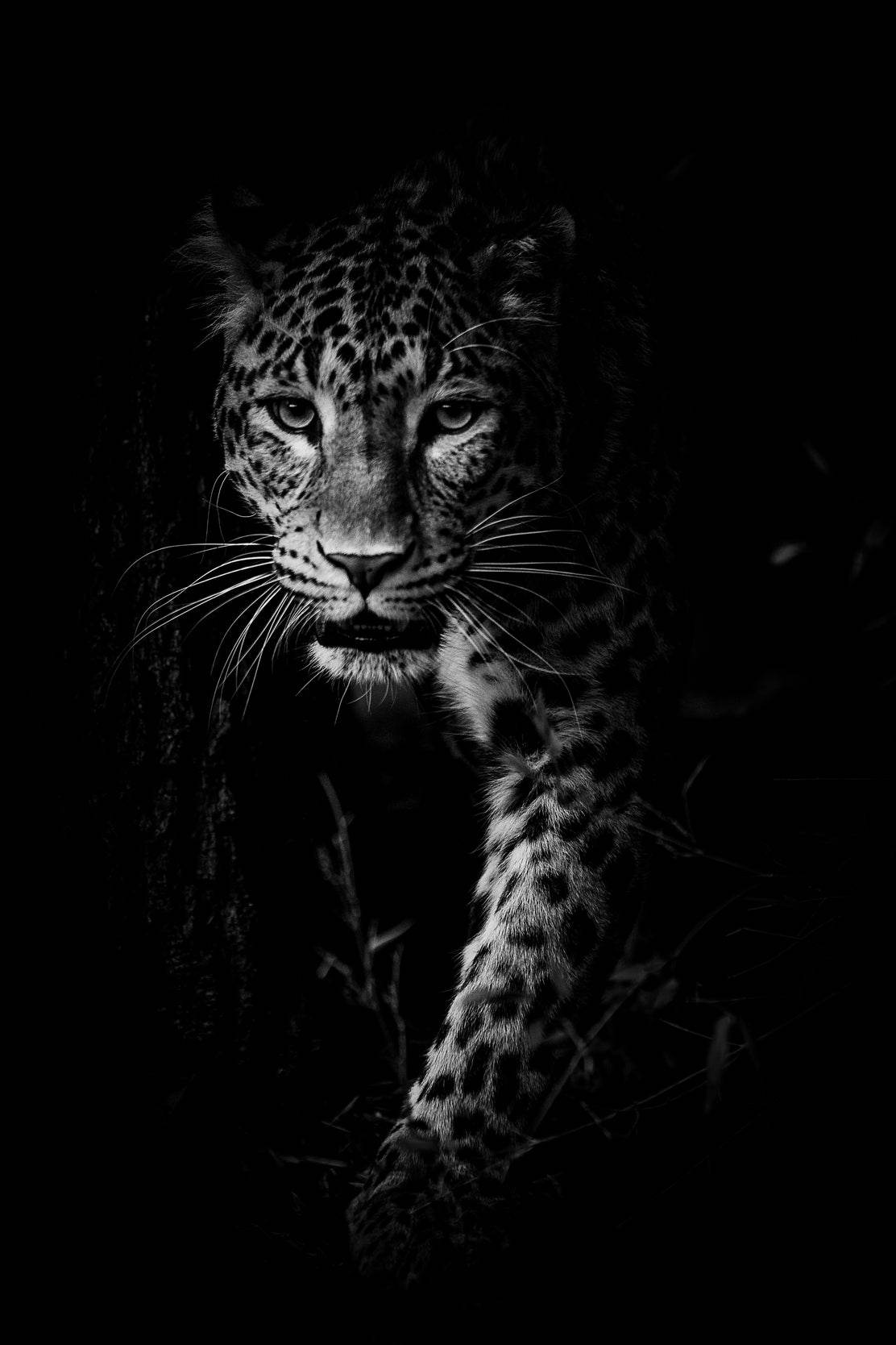 Amur Leopard Black & White Wall Art - beink online art store
