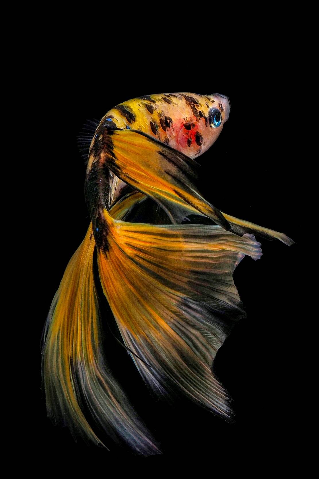 Siamese Fighting Fish Picture Wall Art - beink online art store