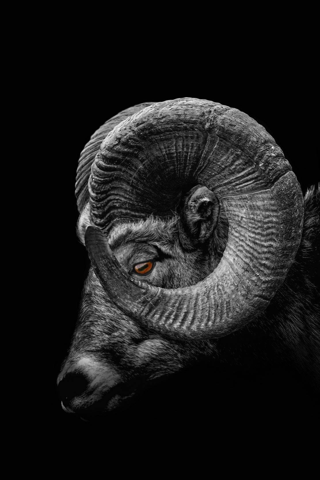 Bighorn Sheep Black & White Wall Art - beink online art store