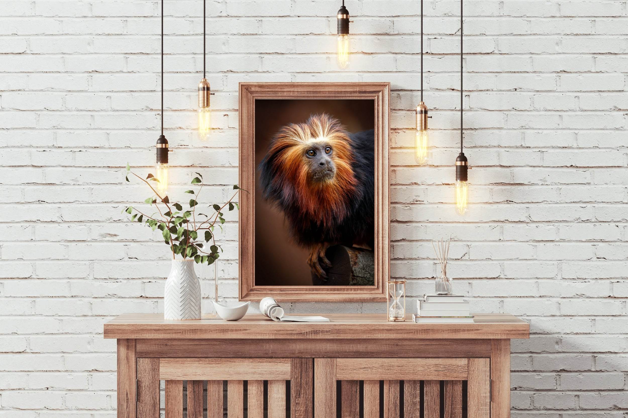 Golden Marmoset Monkey Wall Art - beink online art store