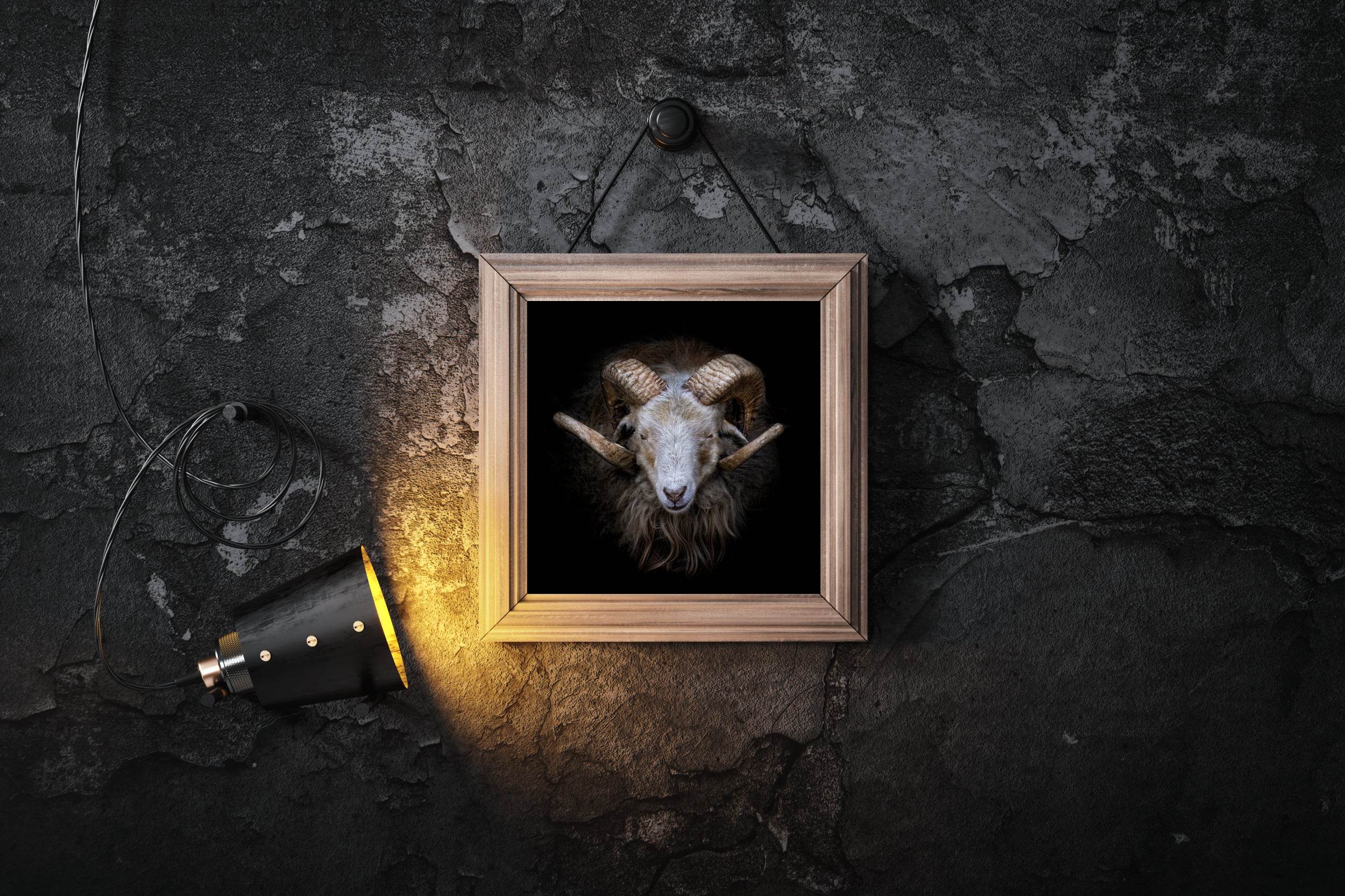 Skudde Domesticated Sheep From Estonia - beink online art store