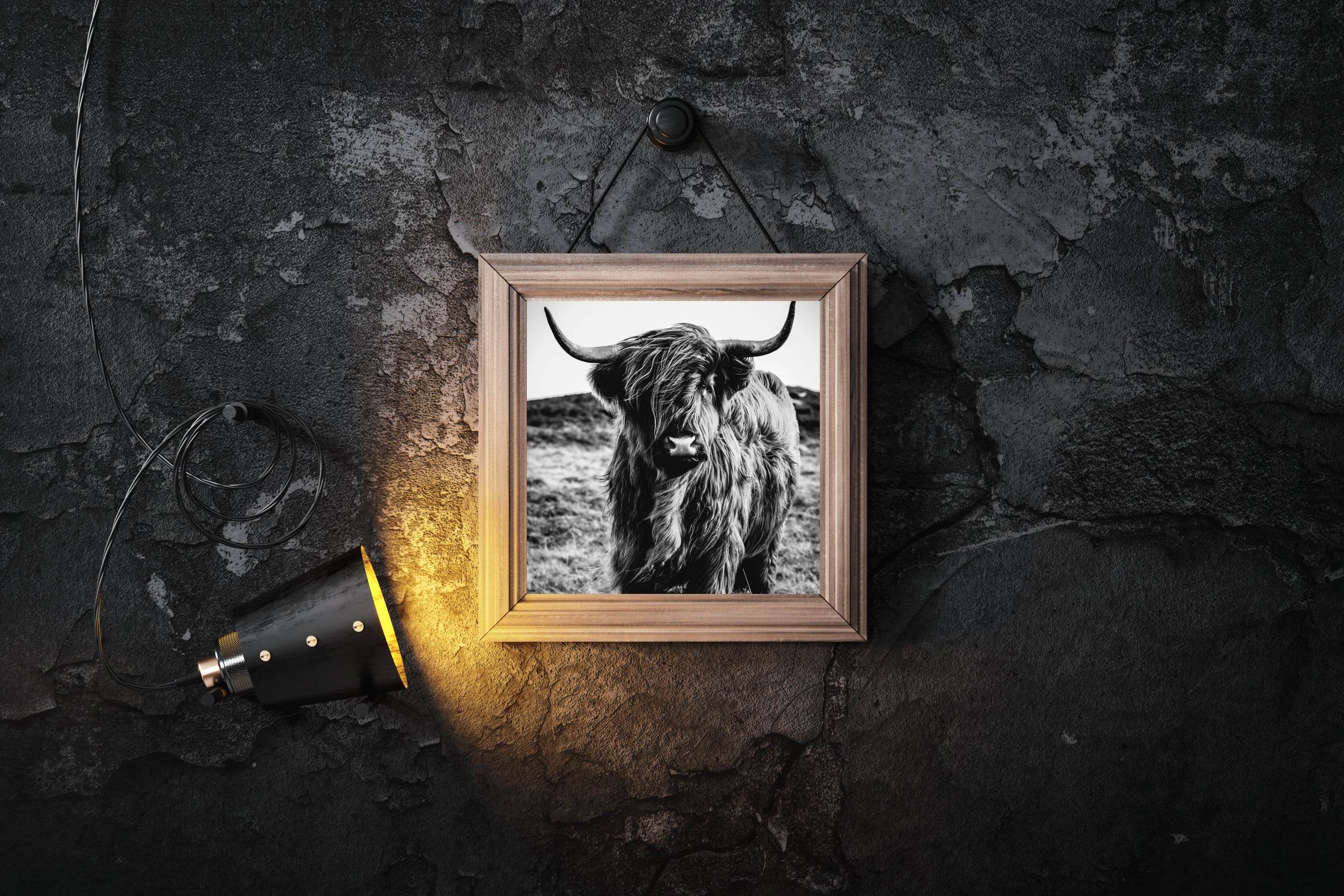 Highland Cattle Wall Art - beink online art store