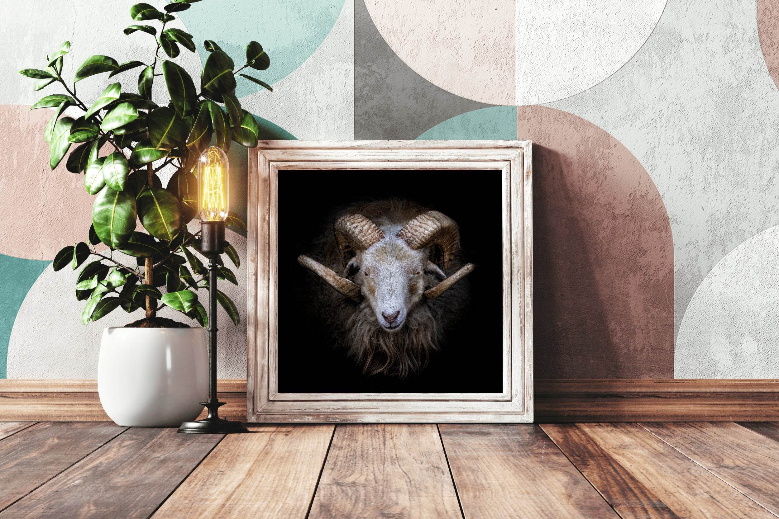 Skudde Domesticated Sheep From Estonia - beink online art store